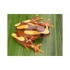 Dendropsophus leucophyllatus  Voorheen Hyla leucophyllata - Afbeelding 3