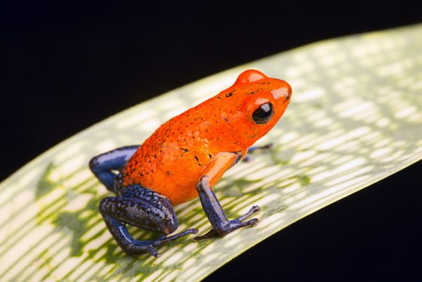 oophaga pumilio nicaragua blue jeans