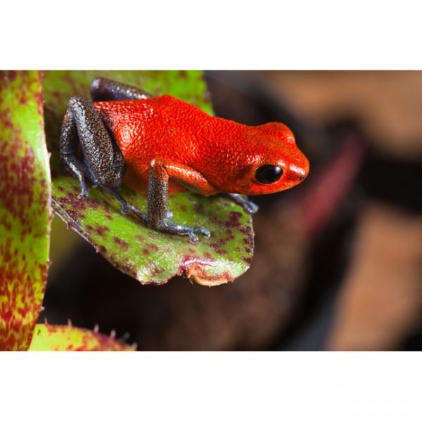 Oophaga pumilio "Almirante"