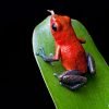 Oophaga pumilio "Almirante" - Afbeelding 2