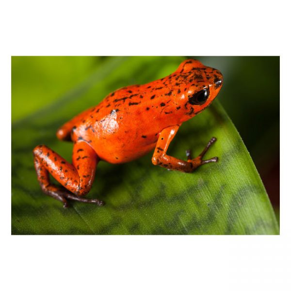 Oophaga pumilio "Las Tablas"