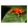 Oophaga pumilio "Las Tablas" - Afbeelding 2