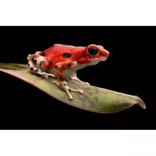 Oophaga pumilio “Bastimentos red frog beach”