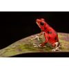 Oophaga pumilio “Bastimentos red frog beach” - Afbeelding 2