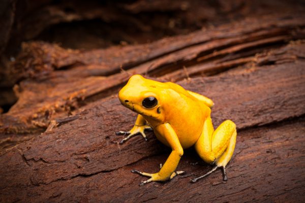 phyllobates terribilis