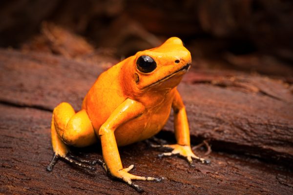 Phyllobates terribilis