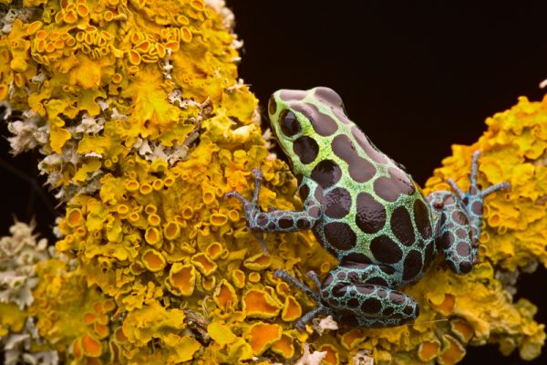 Ranitomeya variabilis “Southern”