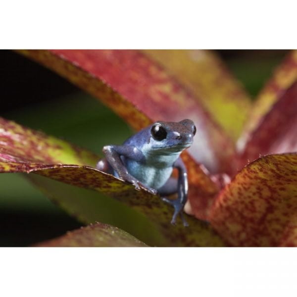 Oophaga pumilio "Cauchero"