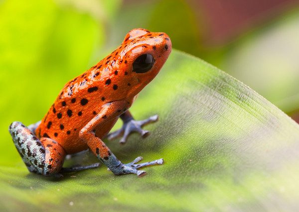 Oophaga pumilio "Bahia Grande"