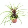 tillandsia