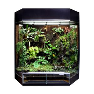 DutchRana | planten, kikkers terrarium accessoires