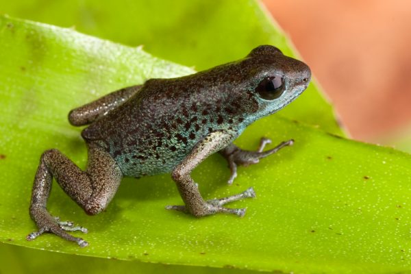 oophaga pumilio loma partide