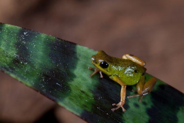 oophaga pumilio