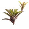 Neoregelia fireball stek - Afbeelding 2