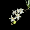 Aerangis mystacidii bloom