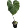 Philodendron gloriosum