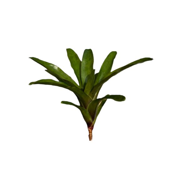 Neoregelia fireball stek