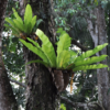 Asplenium nidus